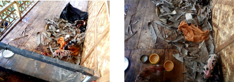 Images of orphaned piglets on tropical balcony