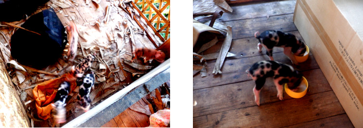 Images of orhaned piglets on tropical balcony