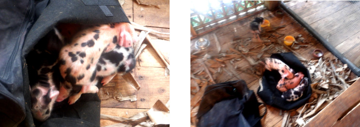 Images of orphaned piglets on tropical balcony