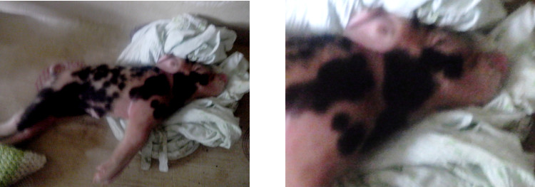 Images of sick piglet possibly
        suffering from tetanus