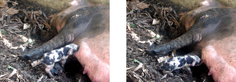 Images of tropical backyard piglet suckling