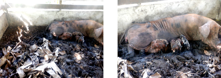 Images of tropical backyard sow with newly born piglets