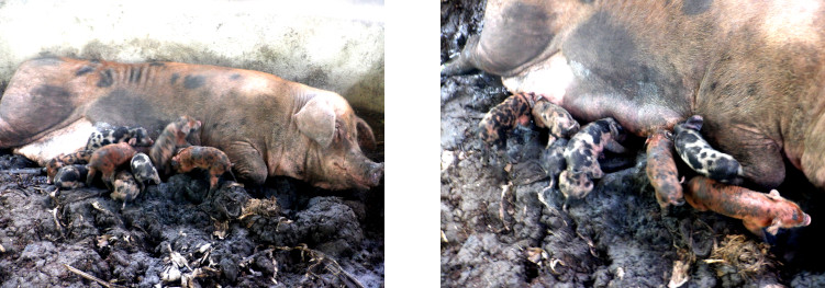 Images of tropical backyard sow withnewly born piglets