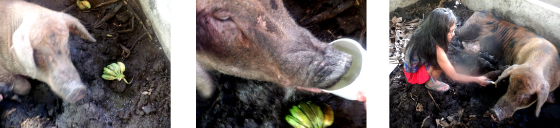Images of a stressed tropical backyard sow shortly after
        farrow a few weeks after typhoon Raiing s