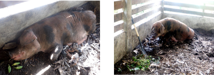 Images of recently farrowed tropical backyard sow stressed
        after typhoon Rai