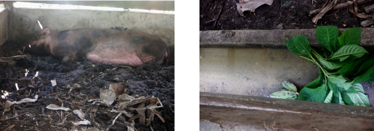 Images of exhausted sow after farrowing short;ly after
        typhoon RAI