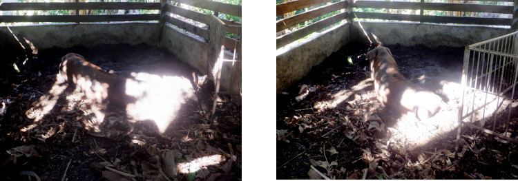 Images of exhausted tropical backyard sow