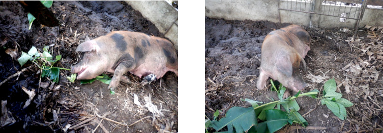 Images of exhausted tropical sow