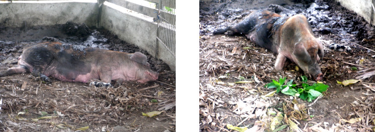 Images of sow exhausted after farrowing just after typhoon
        Rai