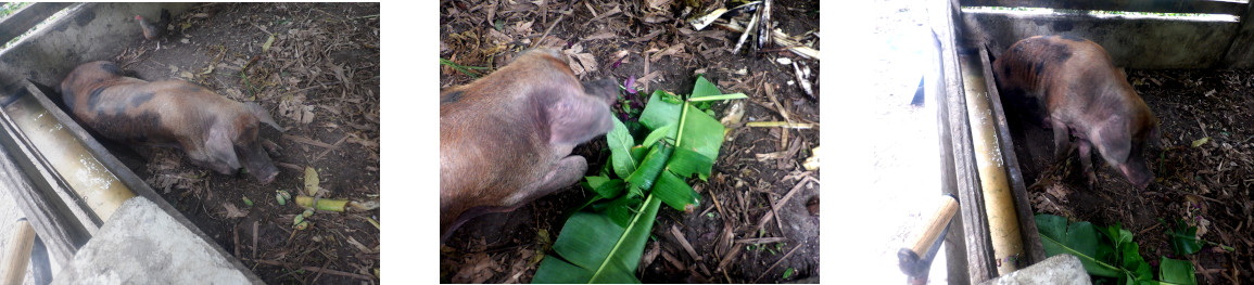 Images of tropical backyard sow recovering from exhaustion
        after farrowing shortly after typhoon Rai