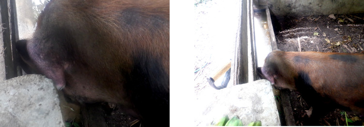 Images of tropical backyard pig eating at trough
