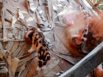 Images of piglet on tropical balcony