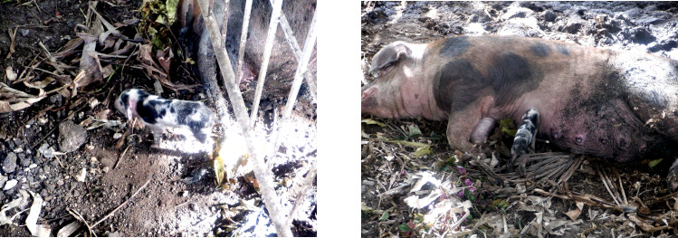 Images of piglet poorly cared for by its mother becausae of
        stress caused by typhoon Rai