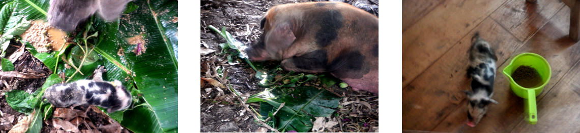 Images of tropical backyard piglet rescued from mother
        after she was stressed by Typhoon Rai