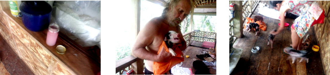 Images of rescued tropical backyard piglet separated from
        its siblings for special treatment