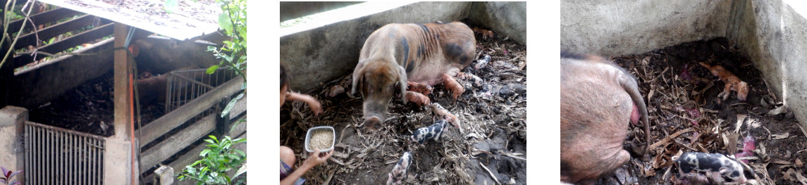Images of newly born tropical backyard piglets