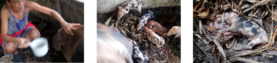 Images of tropical backyard sow witjh live and dead
        piglets