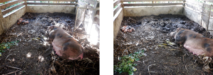 Images of tropical backyard sow with newly born piglets