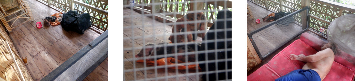 Images of newly born piglets on tropicval balcony tpo
        protect them from their stressed mother