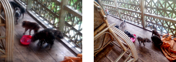 Images of rescued piglets on tropical balcony