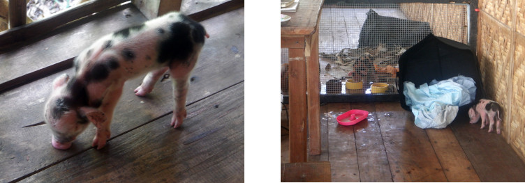 Images of eak orphan piglet on tropical balcony after
        typhoon Rai