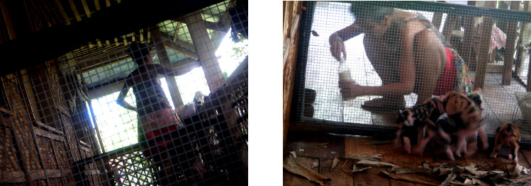 Images of orphaned piglets on tropical balcony