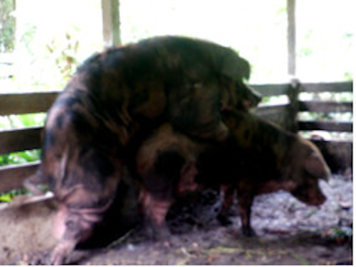 Image of tropical backyard boar and sow mating