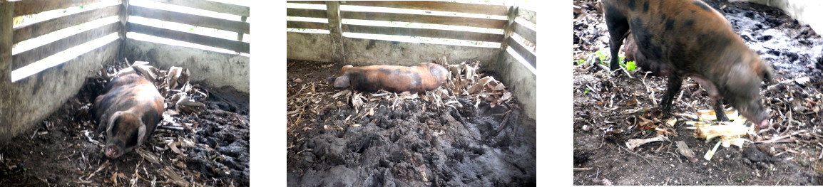 Images of tropical backyard sow starting to farrow
