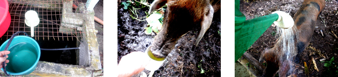 Images of tropical backyard pig being given water during
        drought conditions after typhoon Rai