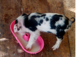 Image of
            tropical backyard piglet rescued after typhoon Rai