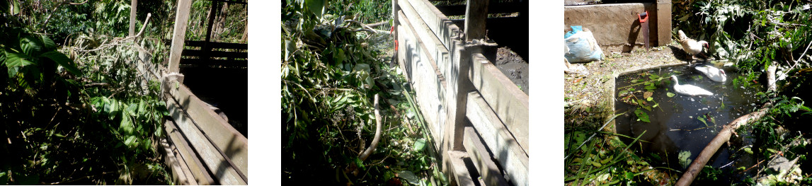 Images of cleaning up tropical
              backyard after typhoon Rai