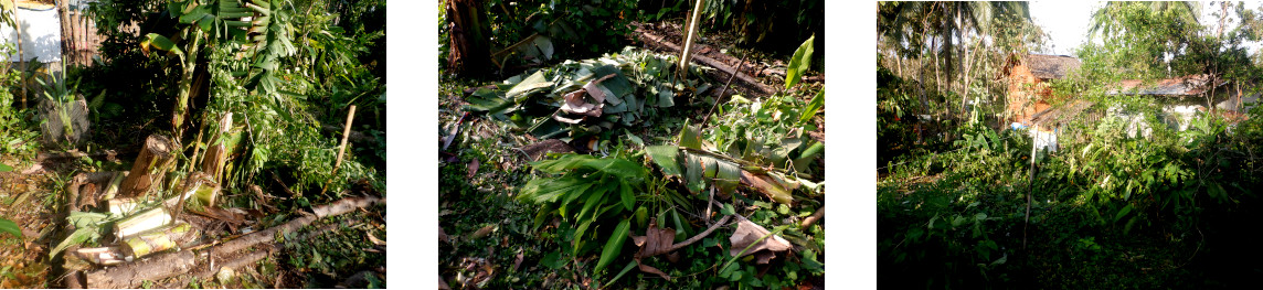 Images of cleaning up in
              tropical backyard after typhoon Rai