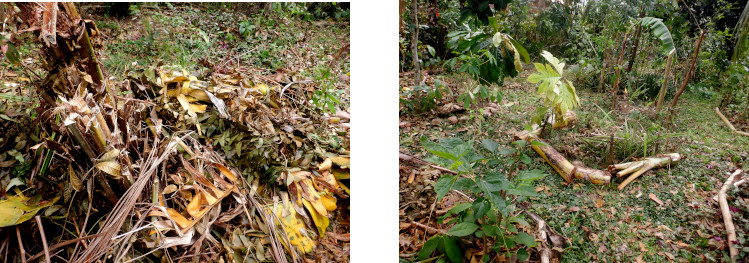 Images of cleaning up tropical
          backyard after typhoon Rai