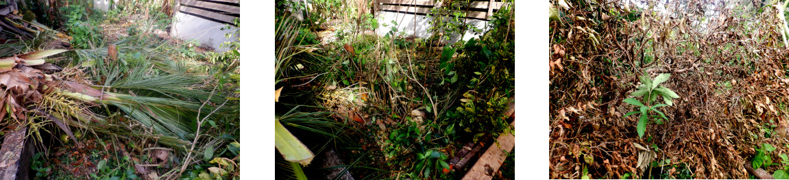 Images of
      clearing up debris after typhoon RAI