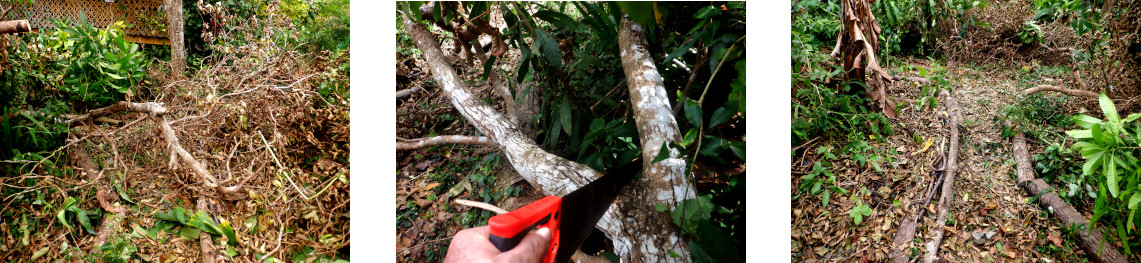 Images of clearing up fallen tree
        branches in tropical backyard after typhoon Rai