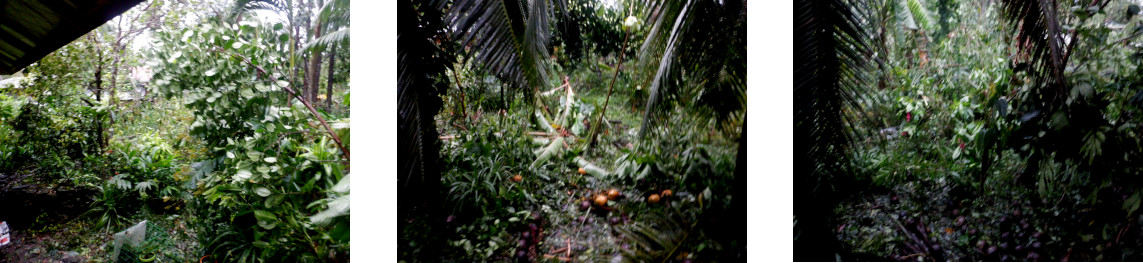 Images of devastation in Baclayon backyard after
                Typhoon Rai