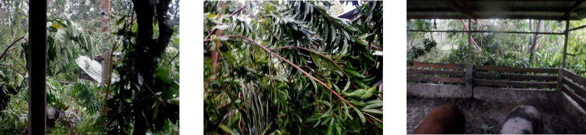 Imkages of devastation in
          tropical backyard after typhoon Rai