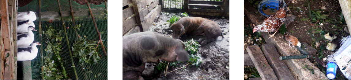 Images of animals in tropical
          backyard after typhoonRai