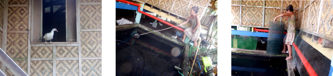 Images of a tropical backyard
          fishpond being protected against ducks after typhoon Rai