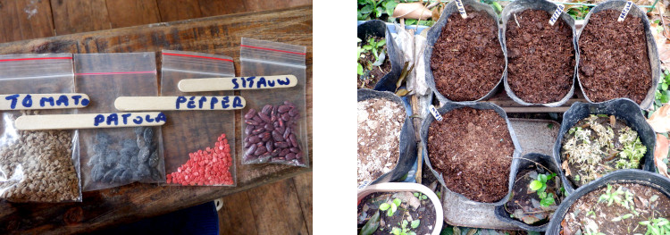 Imnages of seeds potted in tropical backyard to
          regenerate garden after typhoon Rai