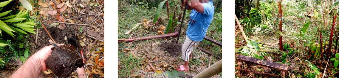 Images opf trees beinbg
          transplanted in tropical backyard after typhoon Rai