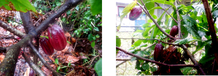 Imagews of Native Cacao tree growing in tropical backyard