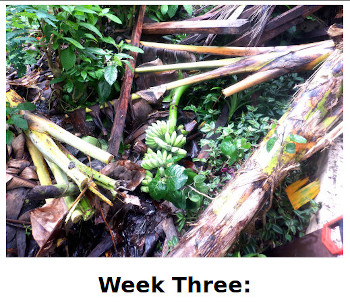 Visual link to third week
          of aftermath of typhoon Rai