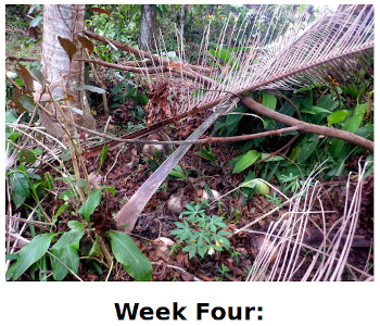 Visual link to fourth week
          of aftermath of typhoon Rai