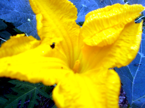 Image of a male squash flower