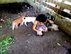 Image of woman playing with tropical
        backyard piglets