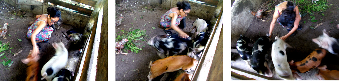 Images of woman playing with young
        tropical backyard piglets