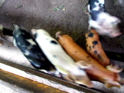 Images of tropical backyard piglets playing together