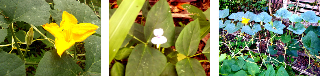 Images of squash and bean flowers in
        tropical backyard