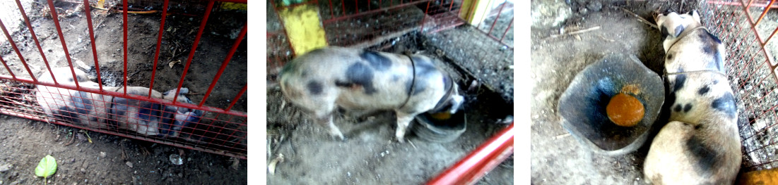 Images of a sick tropical backyard
        Piglet